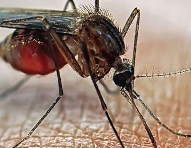 mosquito_s.jpg