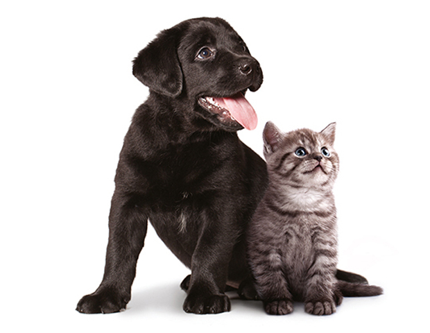 dog and cat pets_s.jpg